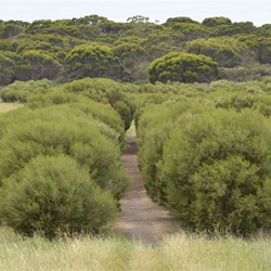 Bald Hill Hike walking track 