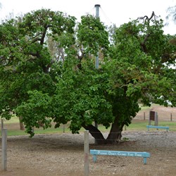 Very special 175 year old Mulberry Tree 
