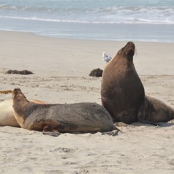 Seal Bay Beach Tour 