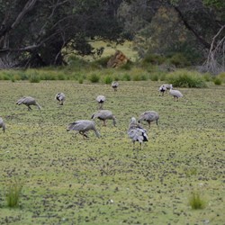 There were large flocks of Cape Barron Geese seen on the walk 