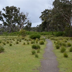 The Track before heading through the tall timber 