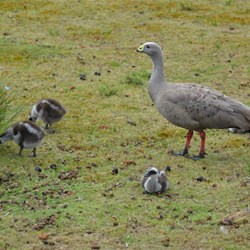 Mother Cape Barron Goose with her young chicks 