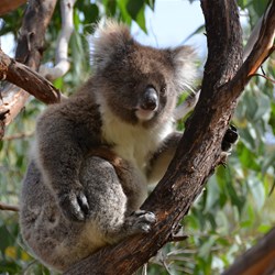 This young Koala was above our tent for the 5 nights that we were in the Caravan Park 