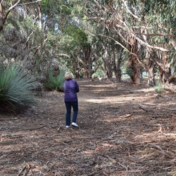 The free Koala walk as part of the Western KI Caravan Park 