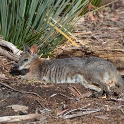 Tamar Wallaby sunning itself and was not worried about us at all 