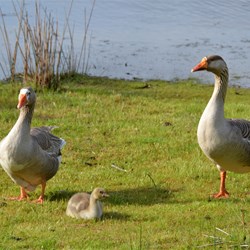 A couple of proud parents 
