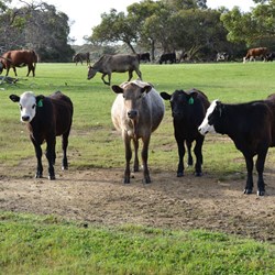 The Caravan Park is part of their working farm 