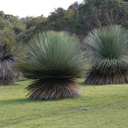 Some large Tates Grass Trees ( Xanthorrhoea semiplana ) seen on the walk 
