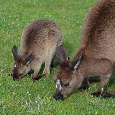 A mother and her young Kangaroo Island Kangaroo - Wild but very tame 