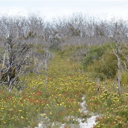 Have I mentioned the Wildflowers 