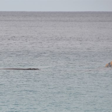 We could have spent hours watching the whales 