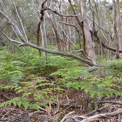 On May Walk, Kelly Caves Conservation Park 