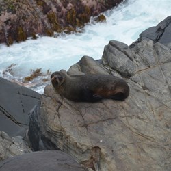 Cape Du Couedic is also home to New Zealand Fur Seals 