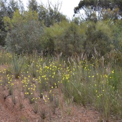 Wildflowers right to the roads edge 