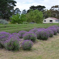 Kangaroo Island Lavender Farm - Bomb Alley Road 