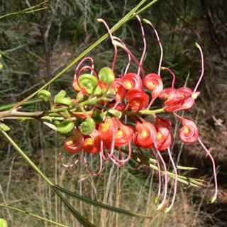 Big Grevillea