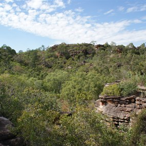 A look up Turtle Creek