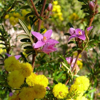 Boronia and wattle