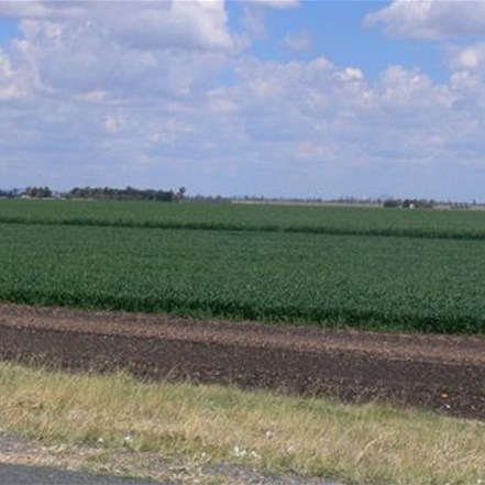 Rich black soil and thriving crops