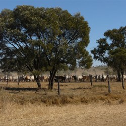 Mustering at Yandaburra Station