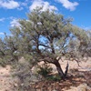 Acacia pickardii - Mount Gason Wattle