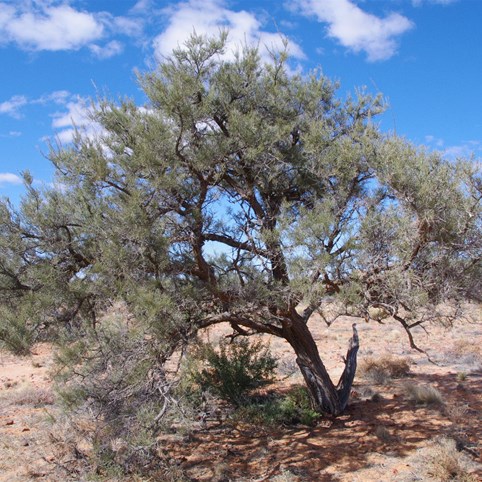 Acacia pickardii