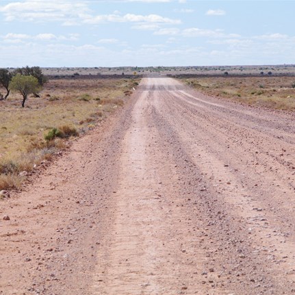 The famous Birdsville Tracks pass only metres from these special trees