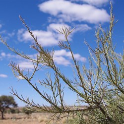 Young Phyllodes on Acacia pickardii