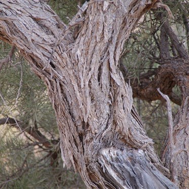 Trunk of matute Acacia pickardii