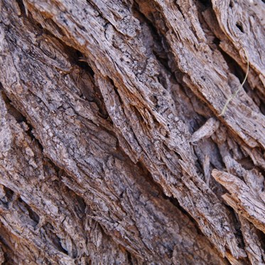 Close up view of the bark on Acacia pickardii