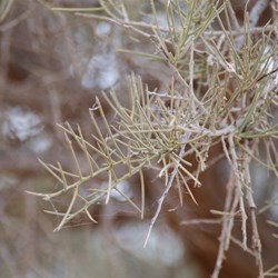 Mature phyllodes on Acacia pickardii