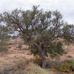 Mature Acacia pickardii outside of fenced area - Birdsville Track