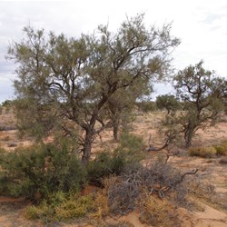 Mature Acacia pickardii with 2 new suckers each side of the tree