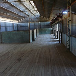 The shearing shed