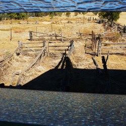 Sheep pens from the shearing shed windows