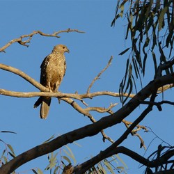 The eagle looks for its prey