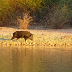Every afternoon this pig did its rounds along the river