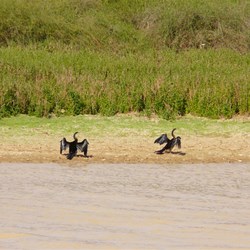 Cormorants drying their wings