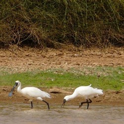 Spoonbills wading along the river