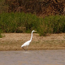 The Egret patiently waits for dinner