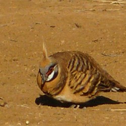 The beautiful spinefix pidgeon eating grass seeds