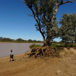 Exposed tree routes - a result of massive water flow
