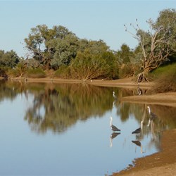 White Necked Heron also waits patiently