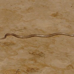 The snakes are just so hard to see