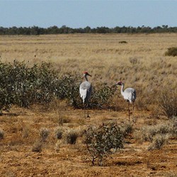 Brolgas along the Warracoota Circuit Drive