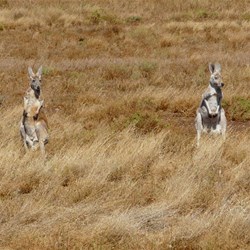The area was teaming with Kangaroos