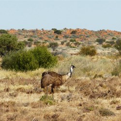 Emus also roamed the park