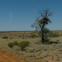 What bird built this nest?