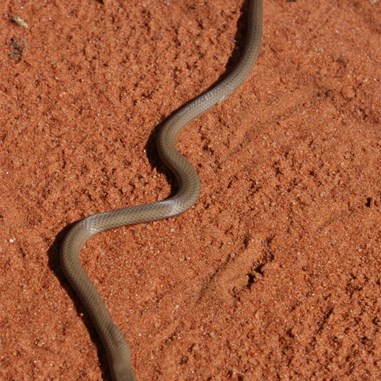 Burtons Legless Lizard (Lialis burtonis) - GSD July 2010