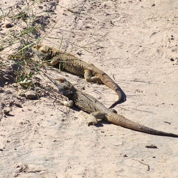 Central (or Inland) Bearded Dragon (Pogona vitticeps) - Murray-Kulkyne National Park